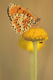 Tweekleurige parelmoervlinder - Melitaea didyma
