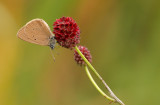 Donker pimpernelblauwtje- Maculinea nausithous