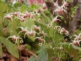 Epimedium wushanense hybred