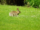  Rabbit at Whitbarrow Village