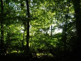 Woodland at Whitbarrow Village - 1