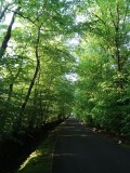 Woodland at Whitbarrow Village - 2
