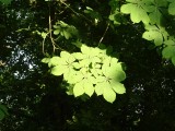 Woodland at Whitbarrow Village - 4