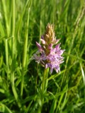 Wild orchid