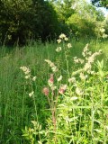 Verge grasses