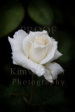 White rose in rain