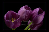 Purple tulips