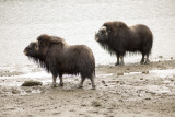 Muskox