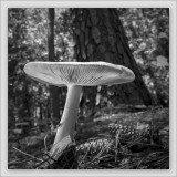 Two Mirrors & a Mushroom 