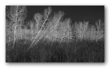 Aspens, Boulder Mtn Pass 