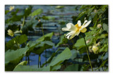 Water Lilies on the Pearl River