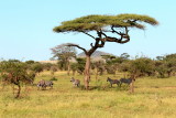 Zebras under an iconic<br> African acacia tree