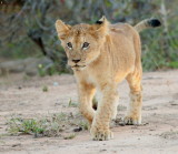 African Lion <br>(Panthera leo) 