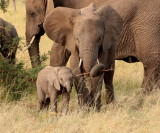 African Elephant