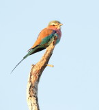 Lilac-breasted Roller (Coracias caudatus) 