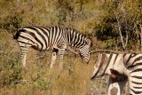 Burchells Zebra<br>(Equus quagga burchellii)