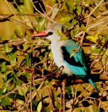 Woodland Kingfisher<br> (Halcyon senegalensis)