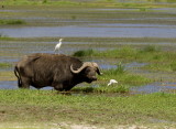 African Buffalo<br>(Syncerus caffer) 