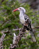 Southern Red-billed Hornbill<br>(Tockus rufirostris)