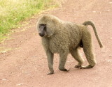 Olive Baboon<br> (Papio anubis)