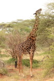 Masai giraffe<br> (Giraffa camelopardalis tippelskirchi)
