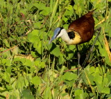 African Jacana <br>(Actophilornis africanus)