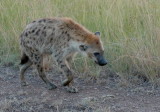 Spotted Hyena <br>(Crocuta crocuta)