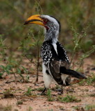 Southern Yellow-billed Hornbill<br> (Tockus leucomelas) 