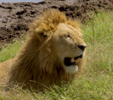 Lion <br>(Panthera leo)