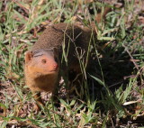 Dwarf Mongoose<br> (Helogale parvula)