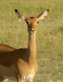  Impala <br>(Aepyceros melampus) 
