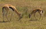 Thomsons Gazelle<br> (Eudorcas thomsonii)