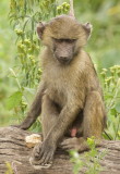 Olive Baboon (Papio anubis) in Ngorongoro Crater, Tanzania