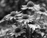 Purple Coneflowers.