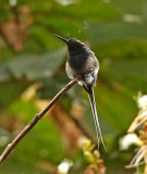 Black-bellied Thorntail