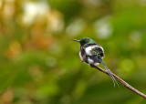 Black-bellied Thorntail