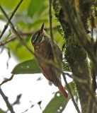 Slender-billed Xenops