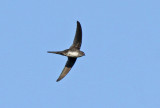 Neotropical Palm-Swift