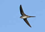 Neotropical Palm-Swift