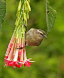 Cinereous Conebill