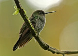 Greenish Puffleg