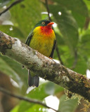 Scarlet-breasted Fruiteater
