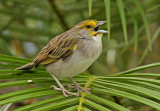 Yellow-browed Sparrow