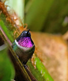 Amethyst-throated Sunangel