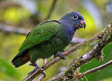 Blue-headed Parrot
