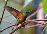 Chestnut-breasted Coronet