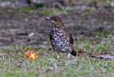 Marañon Thrush