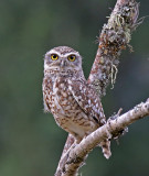 Burrowing Owl