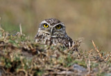 Burrowing Owl