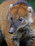 South American Coati